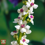 Verbascum chaixii 'Album'