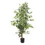 130cm Variegated White/Green Bushy Ficus Tree