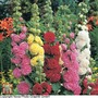 Hollyhock 'Powder Puffs Mixed' - Seeds