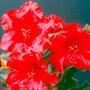 Rhododendron 'Baden-Baden'