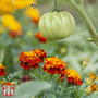 Marigold 'Tomato Growing Secret'