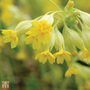 Primula veris - Seeds