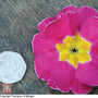 Primrose 'T&M's Special Giant Flowered Strain' - Seeds
