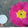 Primrose 'T&M's Special Giant Flowered Strain' - Seeds