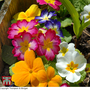Polyanthus 'Large Flowered Mixed' - Seeds