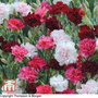 Dianthus plumarius 'Sonata' - Seeds