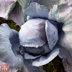 Cabbage 'Ruby Ball' F1 Hybrid (Autumn) - Seeds