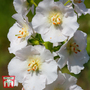 Verbascum x hybrida 'Snow Maiden' - Seeds