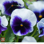 Pansy 'Silver Wings'