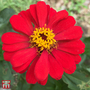 Zinnia 'Red Spider' - Seeds