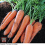 Carrot 'Nantes 2' - Seeds