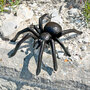 Spider Garden Ornament Cast Iron Tarantula Animal Decoration