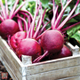 Beetroot 'Rubidus' (Globe) - Seeds