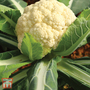 Cauliflower 'All The Year Round' (Spring/ Summer/Autumn) - Seeds