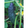 Cucumber 'Burpless Tasty Green' F1 Hybrid - Seeds