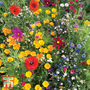 Wildflower Mixture - Seeds