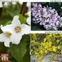 Hardy Shrub Trio