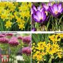 Spring Flowering Bulb Bonanza Collection