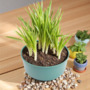Pack of 5 Green Plastic Bulb Bowls