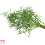 Dill 'Bouquet' - Seeds