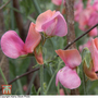 Sweet Pea 'Miss Willmott' - Seeds