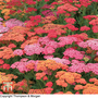 Achillea millefolium 'Summer Berries' F2 Hybrid