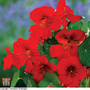 Nasturtium 'Princess of India' - Seeds