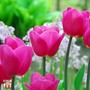 Tulip 'Barcelona'