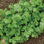 Coriander - Seeds