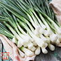 Spring Onion 'White Lisbon' - Seeds