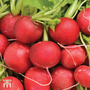 Radish 'Cherry Belle' - Seeds