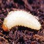 Biological Control - Vine Weevil Control