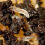 Biological Control - Nematodes Fungus Fly Killer