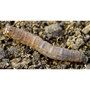 Biological Control - Leatherjacket Killer