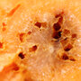 Biological Control - Carrot Root Fly Killer 50 Million