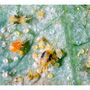 Biological Control - Spider Mite Killer