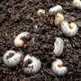 Biological Control - Chafer Grub Killer