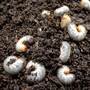 Chafer Grub Killer