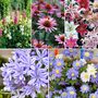 121 Summer Plant & Bulb Bundle
