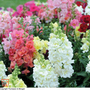 Antirrhinum majus 'Double Madame Butterfly Mixed' F1 Hybrid - Seeds
