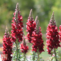 Antirrhinum nanum 'Black Prince' - Seeds