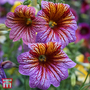 Salpiglossis sinuata 'Casino Mixed' F1 Hybrid - Seeds