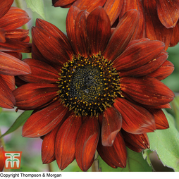 Sunflower 'Velvet Queen' - Seeds