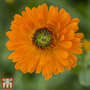 Calendula officinalis 'Greenheart Orange'