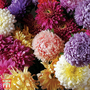 Aster 'Duchess Mixed' - Seeds