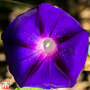 Morning Glory 'Kniolas Black Night' - Seeds