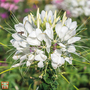 Cleome hassleriana 'Helen Campbell' - Seeds