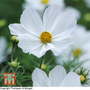 Cosmos bipinnatus 'Purity' - Seeds