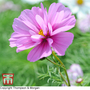 Cosmos bipinnatus 'Psyche Mixed' - Seeds