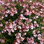 Diascia barberae 'Apricot Queen' - Seeds